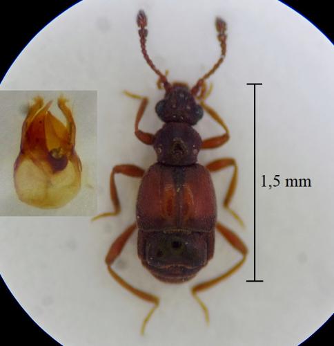 Brachygluta sardoa